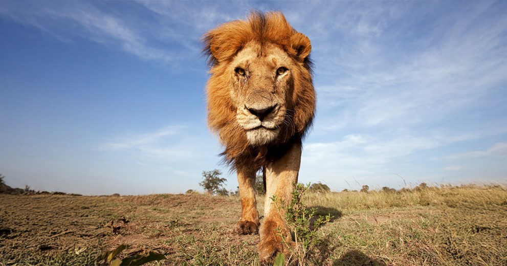close up portrait of a male lion approaching the camera, against a backdrop of blue skies of a grassland savannah