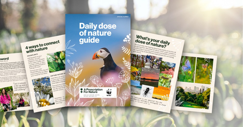close up of snowdrop flowers against a backdrop of sunlit woodland, with a graphic overlay of the daily dose of nature guide