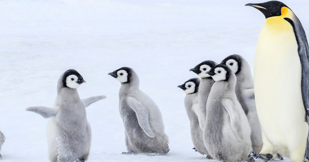 Adult emperor penguin walking across the ice with a group of young chicks