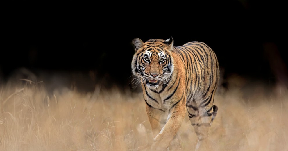 tiger walking through grassland