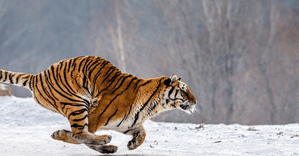 Tiger Running