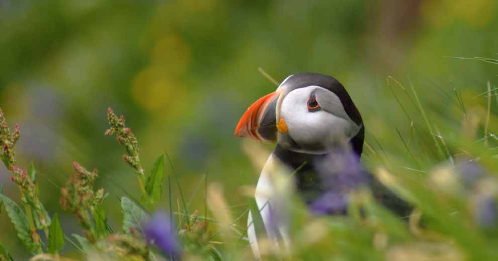Image of a Puffin