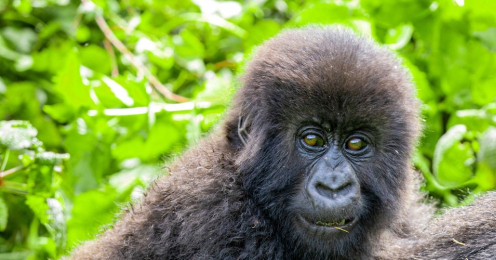 A baby gorilla clings to an adult gorilla's back as they sit in a dense and vibrant green foliage in a forest