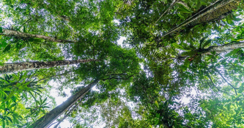 Upwards shot of canopy trees in the Amazon forest
