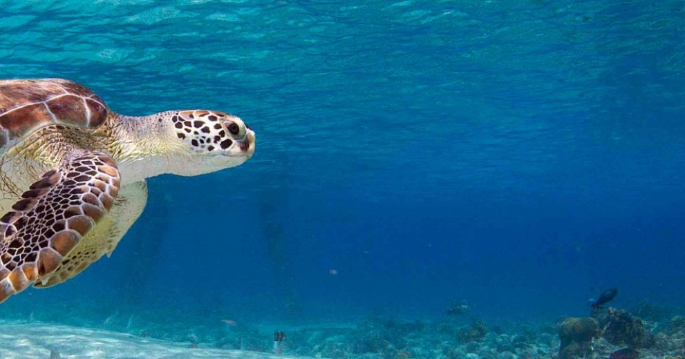 Bonaire Sea Turtle