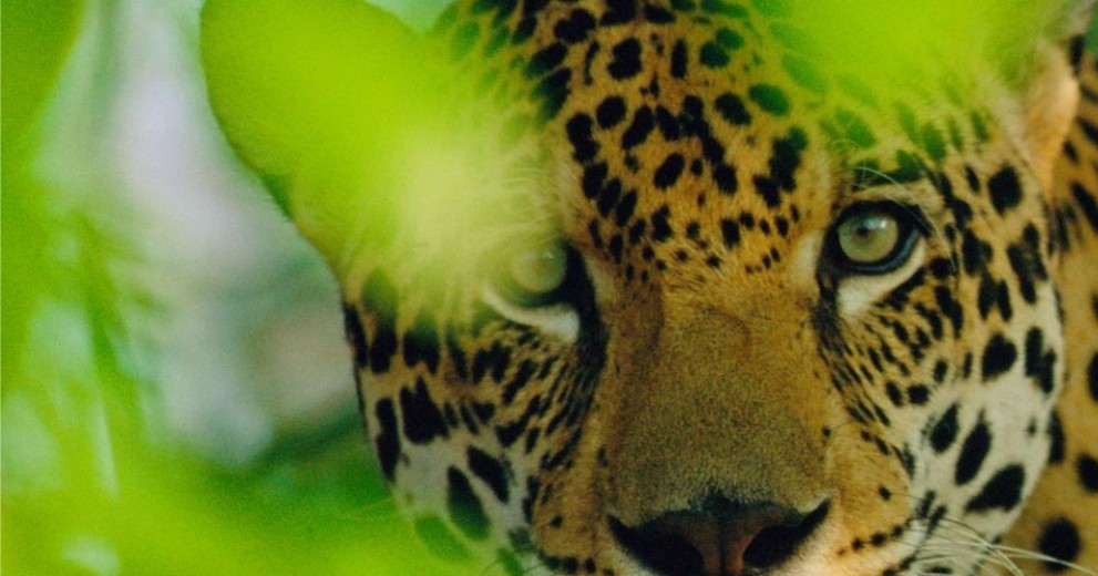Close up of a male jaguar looking through tree branches