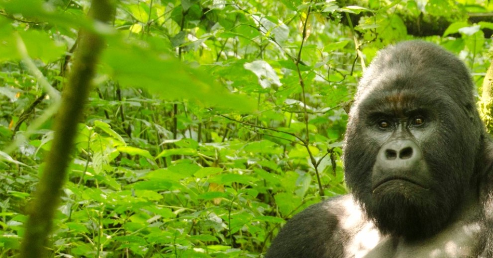 Silverback member of the Humba family of Mountain Gorillas sat in the forest