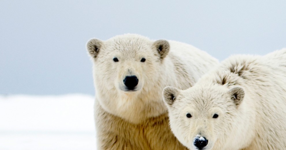 Polar bear female with cubs aged two years