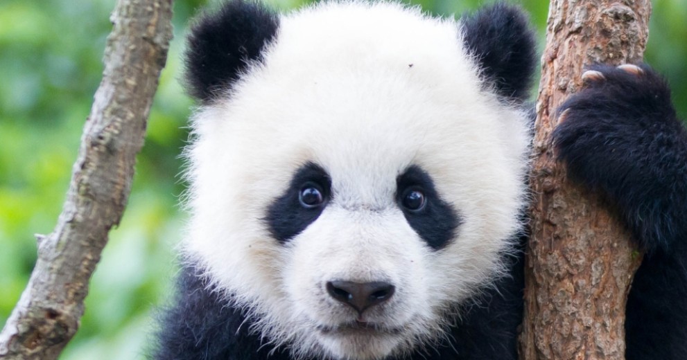 Young panda climbing a tree in China