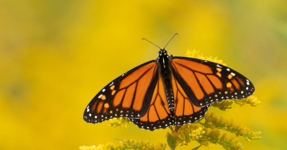 A Monarch butterfly enjoying some goldenrod
