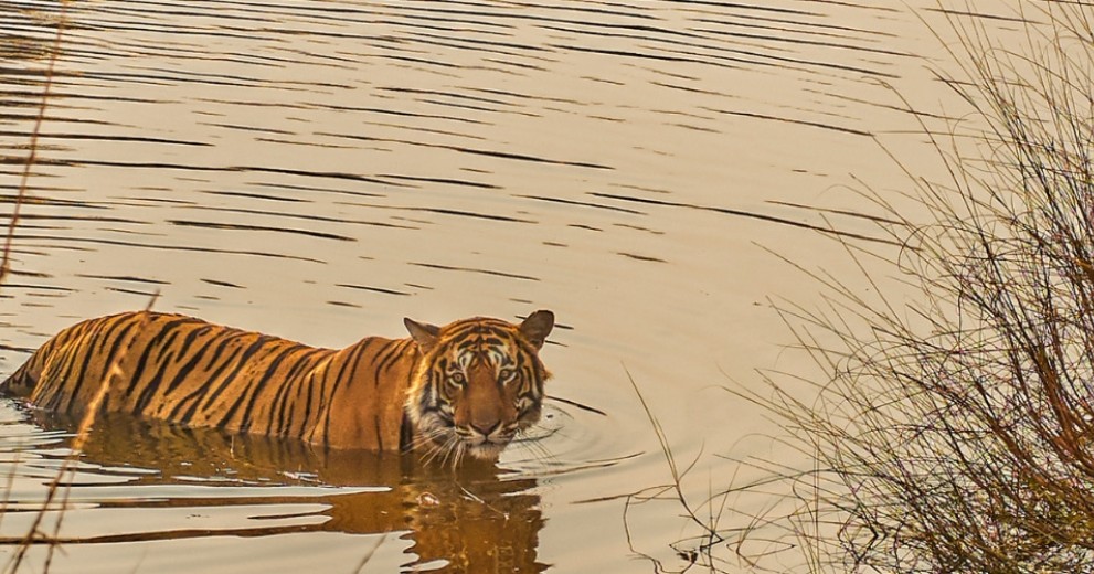 Bengal tiger crossing river male crossing river in India
