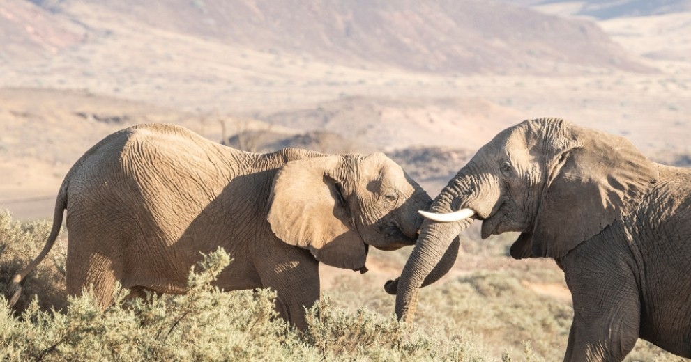 Two desert-adapted Elephants playing in Namibia