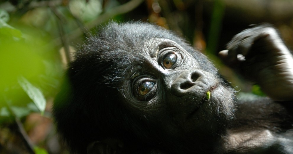 Baby mountain gorilla lying down 