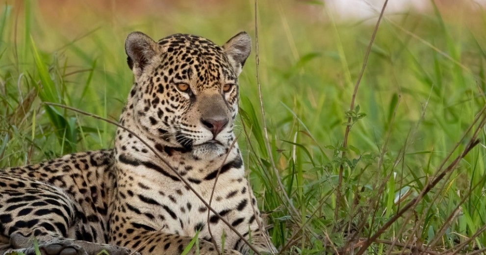 Jaguar lying down in a green field in Brazil