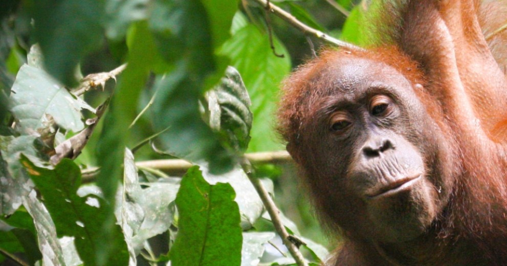 Bornean orangutan hanging from a tree and looking at the camera