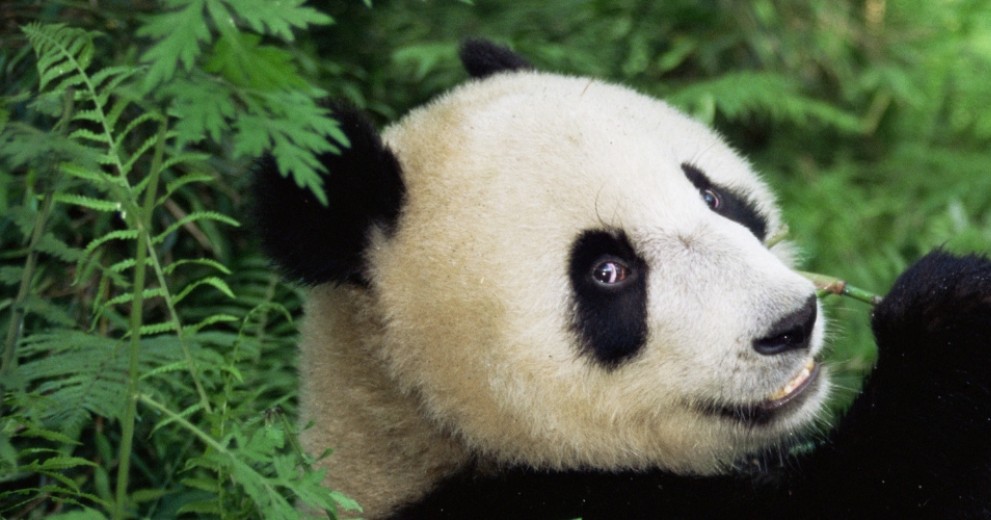 Panda eating bamboo in the forest