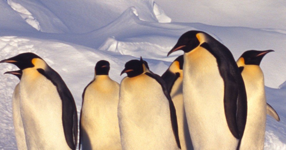 Group of emperor penguins in Antarctica in a sunny day