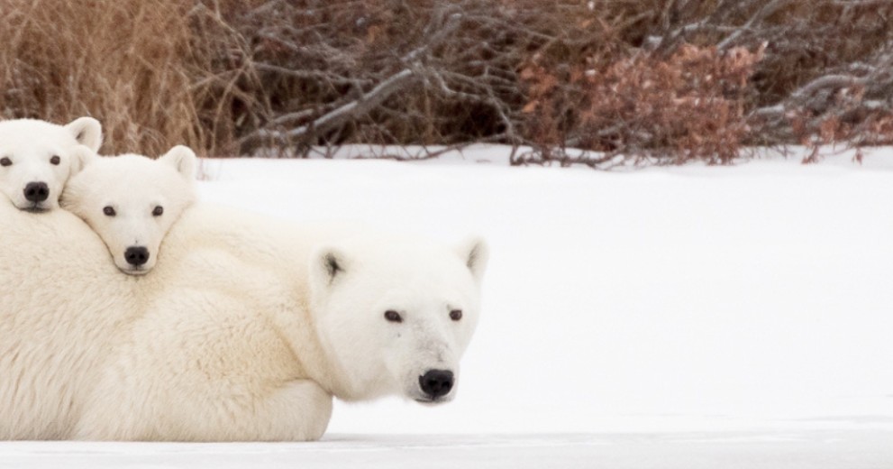 Polar bear lying down with cubs in Canada