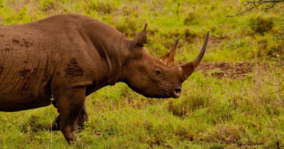 A black rhino walking in Nairobi National Park in Kenya