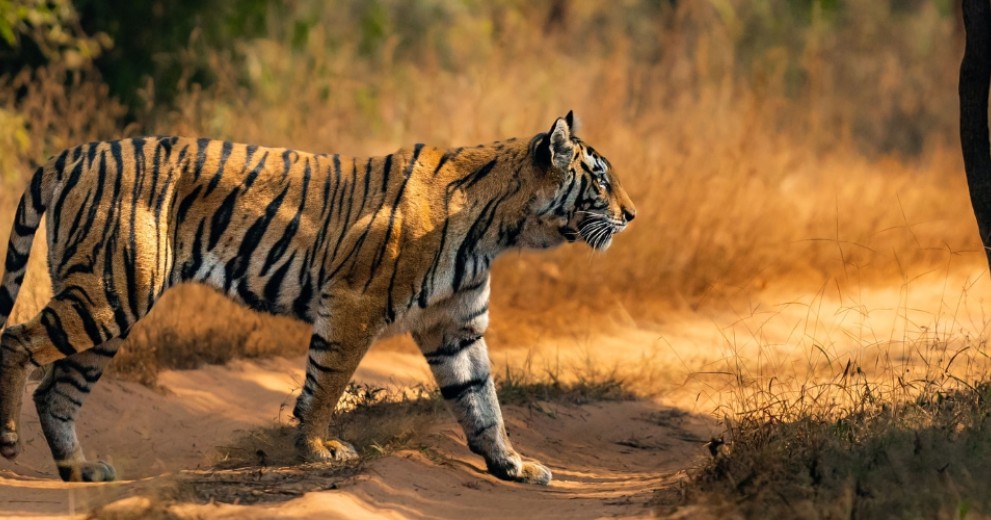Wild tiger crossing nature path in India