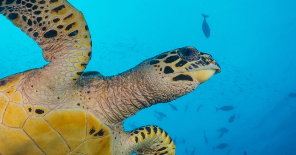 Hawksbill turtle swimming gracefully in the ocean