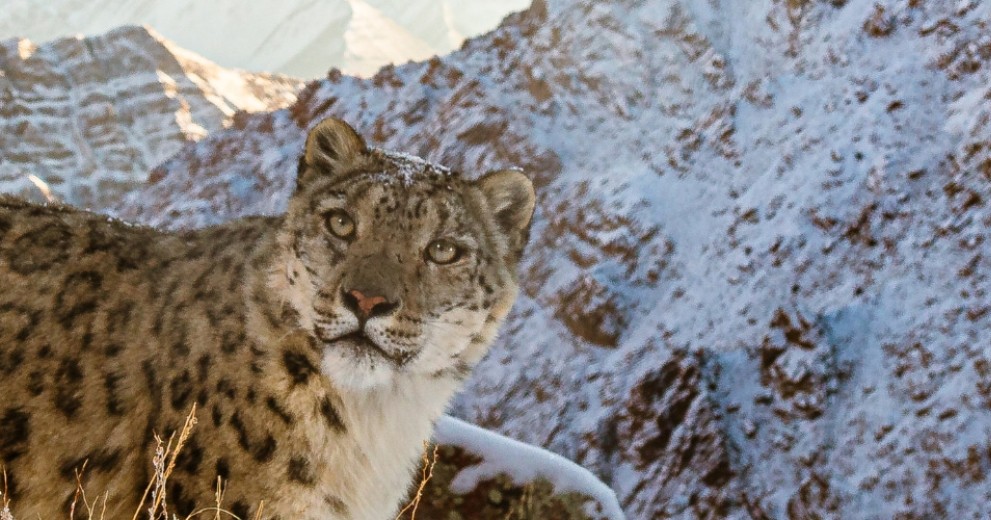 A wild snow leopard high up in Himalayas