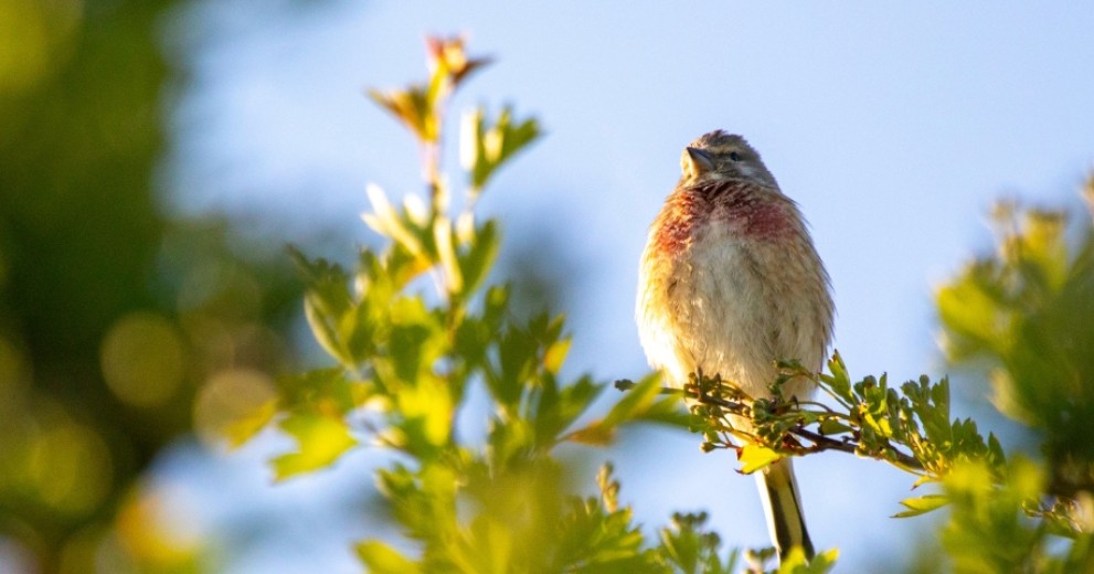A Common Linnet sitting on a branch on a sunny day