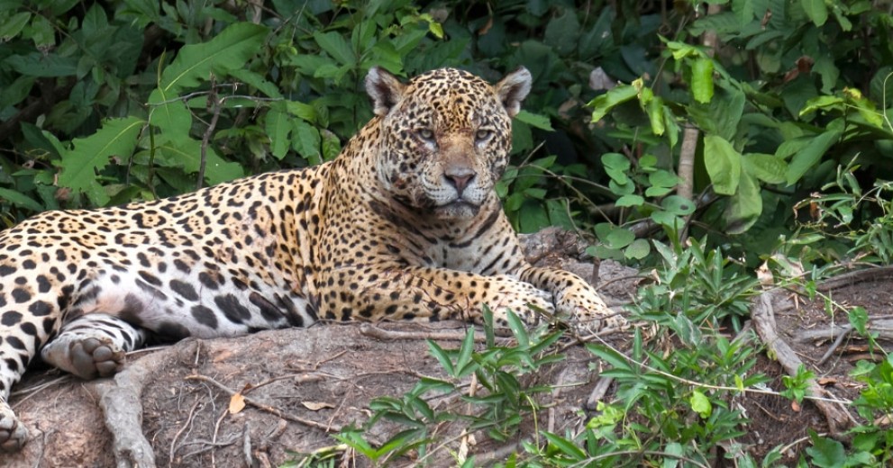 Jaguar resting on river bank in Brazil