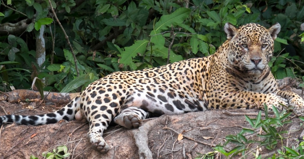 Jaguar resting on river bank in Brazil