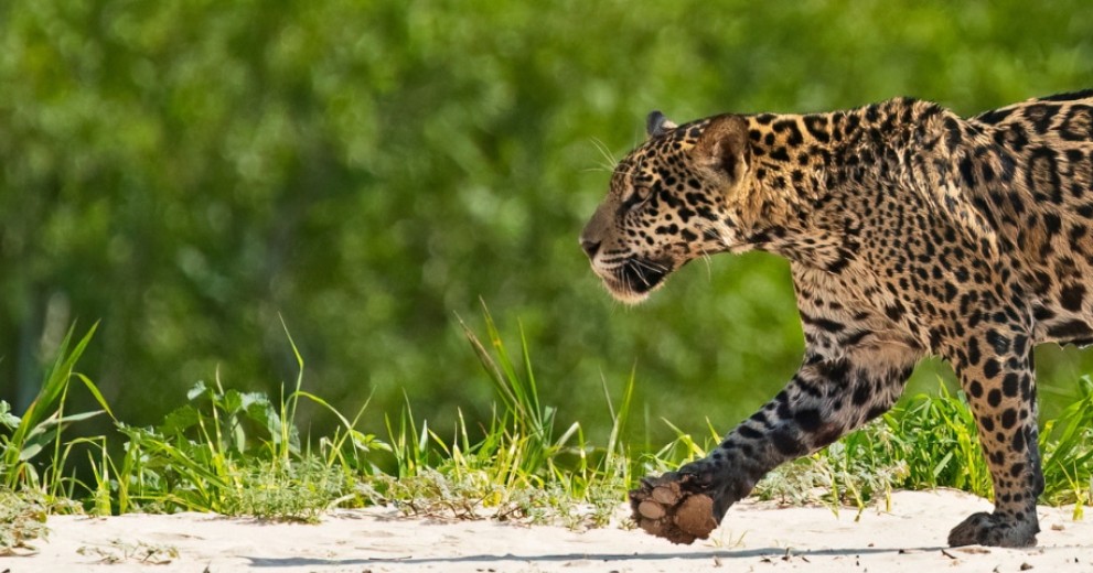 Jaguar walking peacefully in wetland