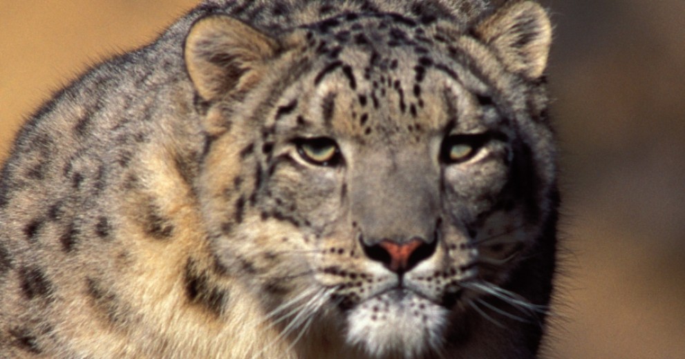 Wild Snow Leopard looking at the camera sad