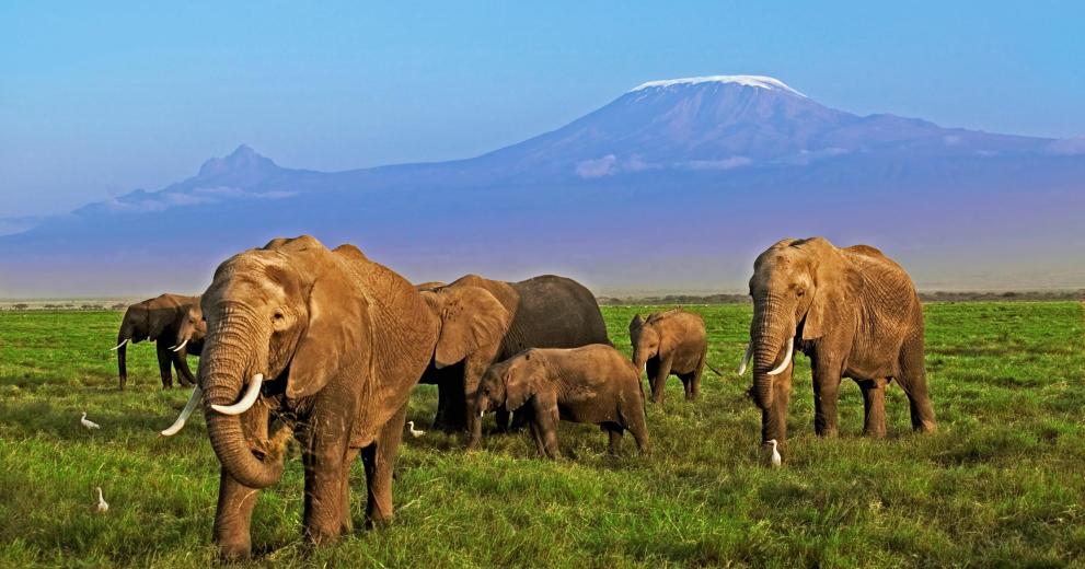 Herd of African elephants mount kilimanjaro