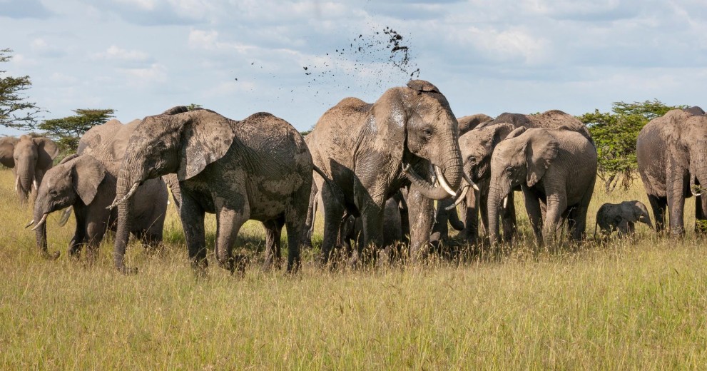 Elephant Herd
