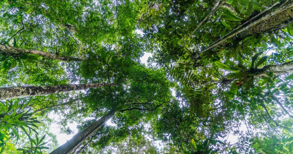Trees La Chorrera Colombia
