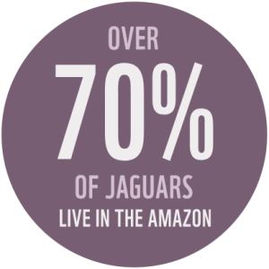 "over 70% of jaguars live in the Amazon"