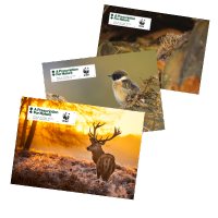 Three postcards of a deer, stonechat and hedgehog