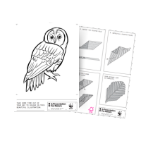 Owl colouring sheet and origami instructions