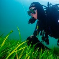 Seagrass diver