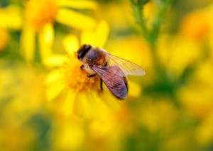 Close up of a bee feeding on a yellow flower