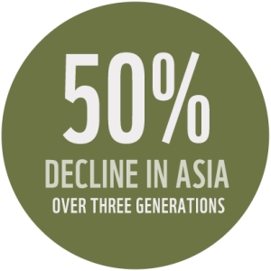 "There has been a 50% decline in Asian elephant populations over three generations"