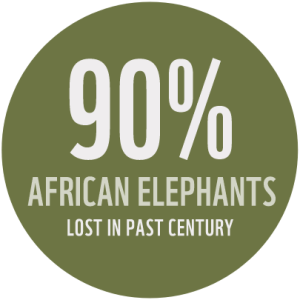 "90% of African elephant population has been lost in the last century"