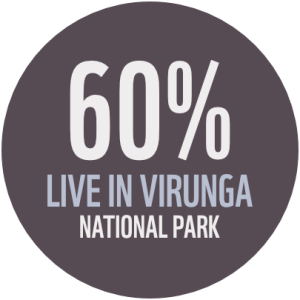 Circle with text reading sixty percent of gorillas live in virunga national park