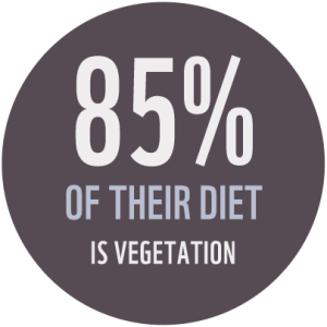 "85% of their diet is vegetation"