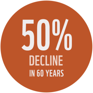 "50% decline in 60 years"