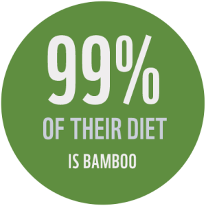 "99% of a giant panda's diet is bamboo"