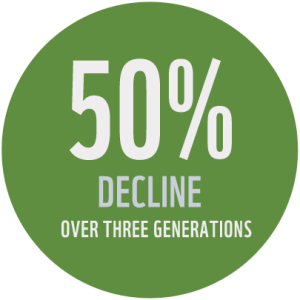 "There has been a 50% decline in populations over three generations"