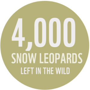 "4,000 snow leopards left in the wild"