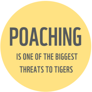 "Poaching is one of the biggest threats to tigers"