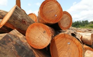 a close up view of unprocessed, chopped up wood 