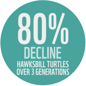 Circle with text reading eighty percent decline in Turtles over three generations